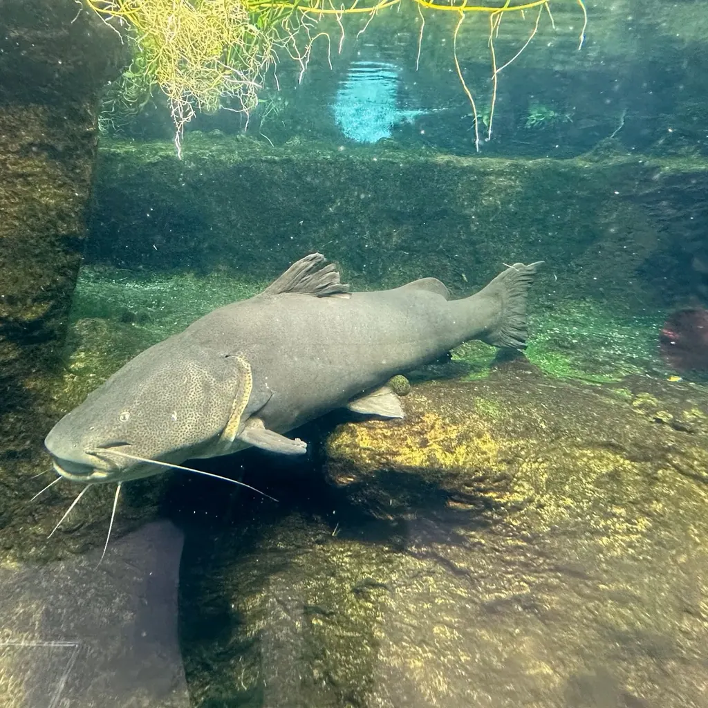 Jaú, bagre de couro visto de lado