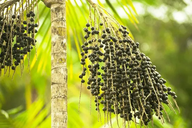 Açaí, cacho com frutos maduros