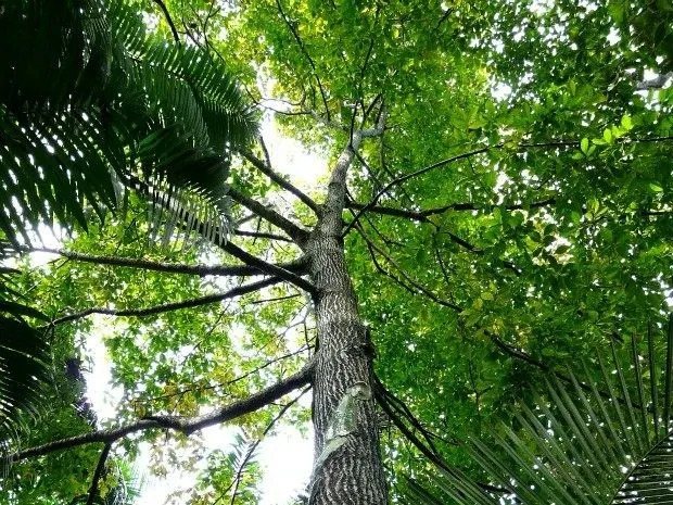 Andiroba, copa vista de baixo