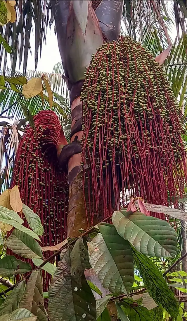 Bacaba, cacho em detalhe