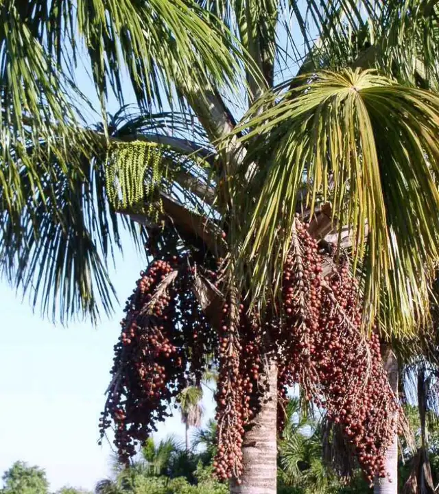 Bacaba, palmeira com cachos vermelhos