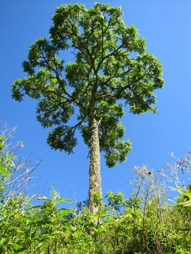 Cedro, árvore inteira contra o céu