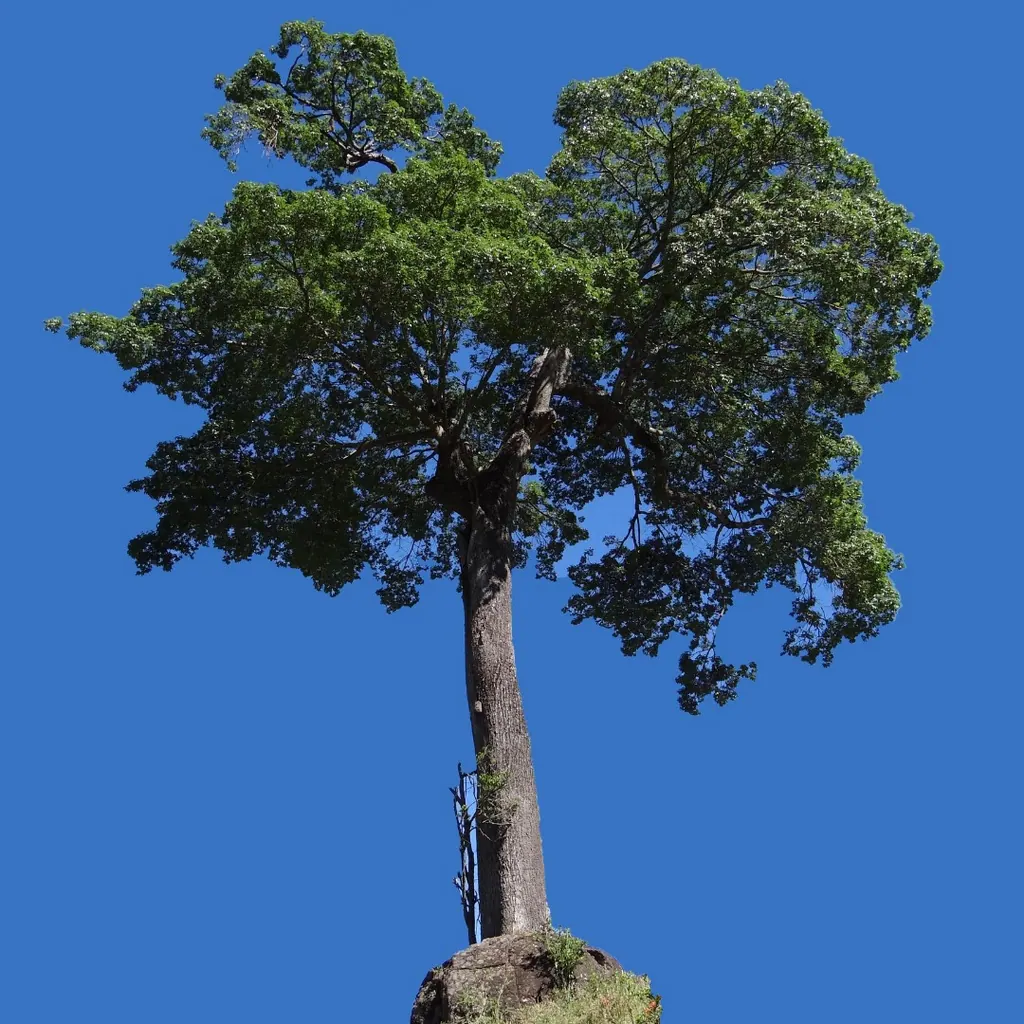 Copaíba, árvore inteira contra o céu azul