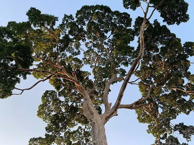 Cumaru, copa contra o céu