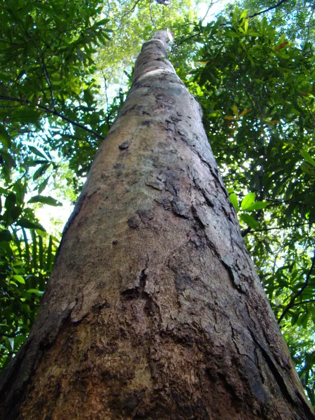 Cumaru, tronco reto visto de baixo