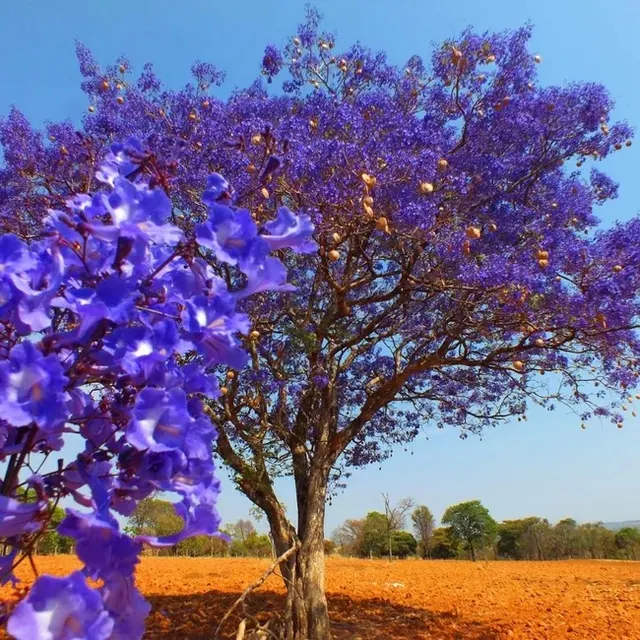 Ipê, ipê-roxo florido em solo vermelho