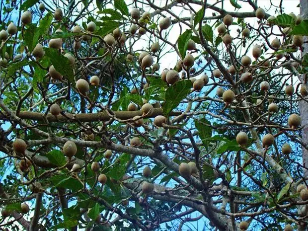 Jenipapo, fruto entre folhas