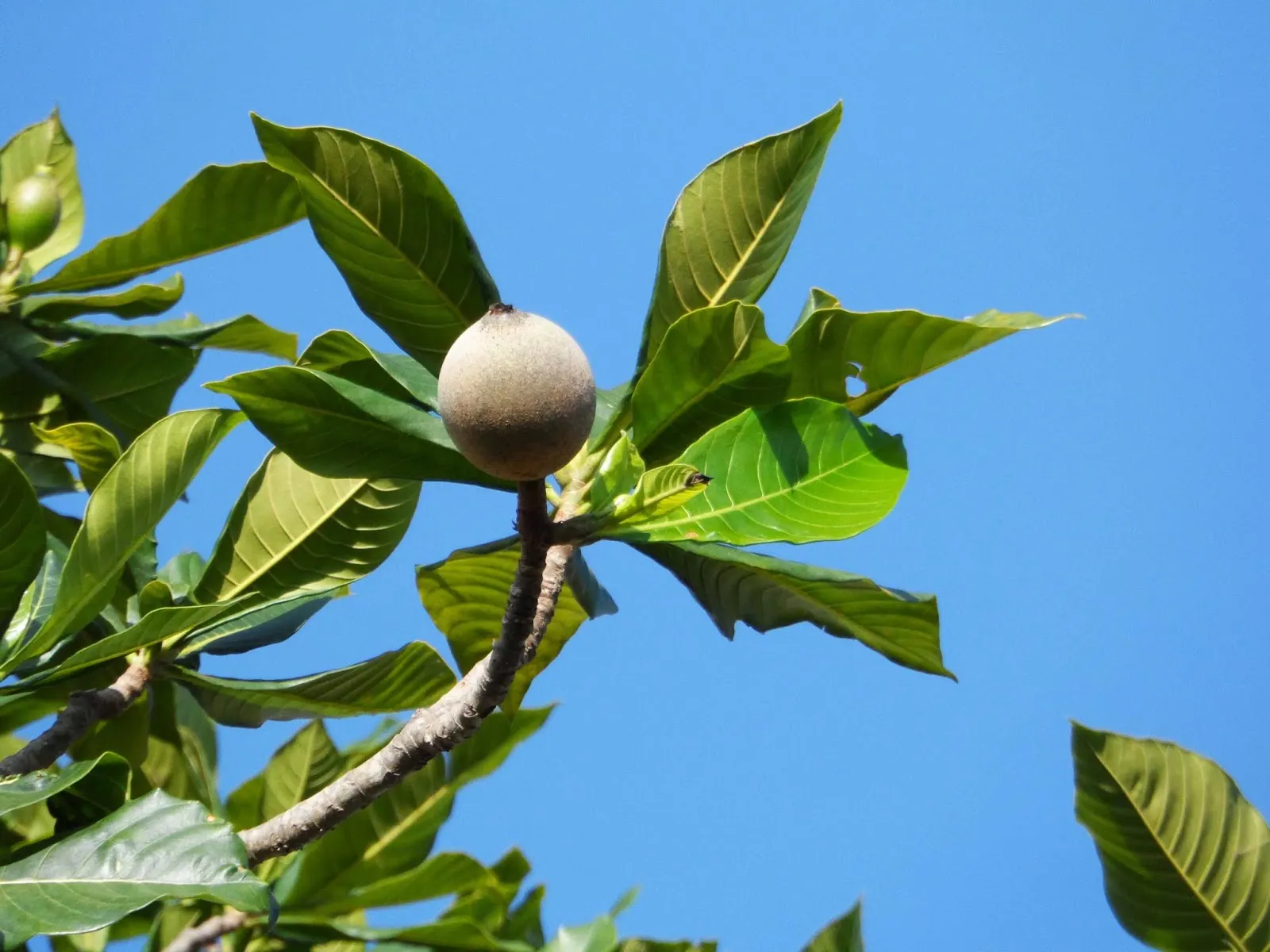 Jenipapo, frutos verdes na árvore com céu azul
