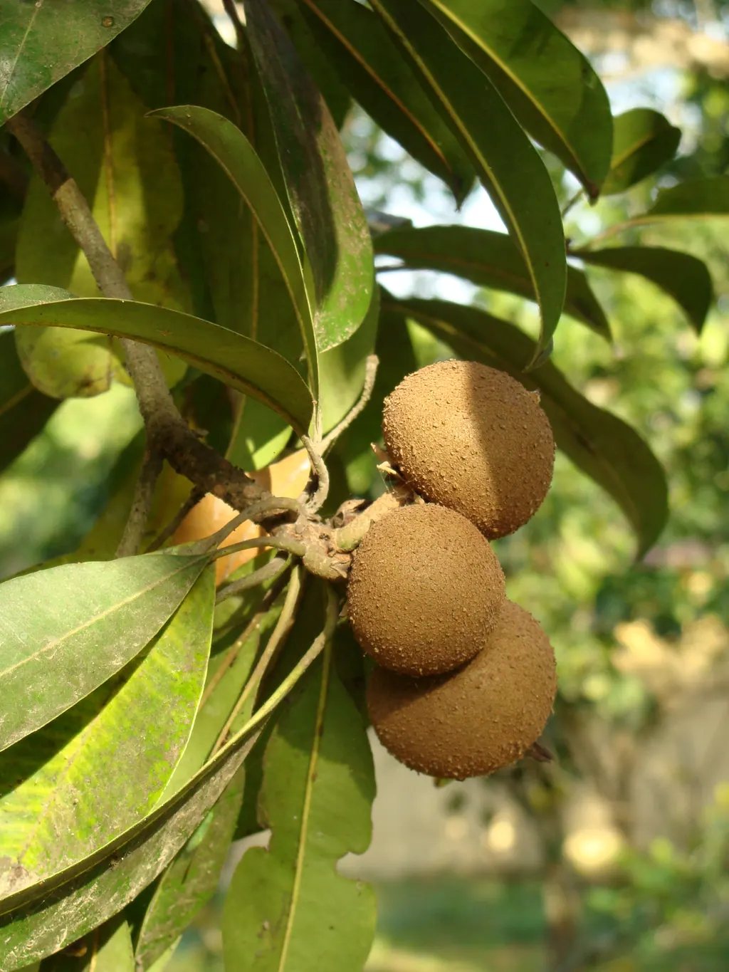 Maçaranduba, frutos entre as folhas