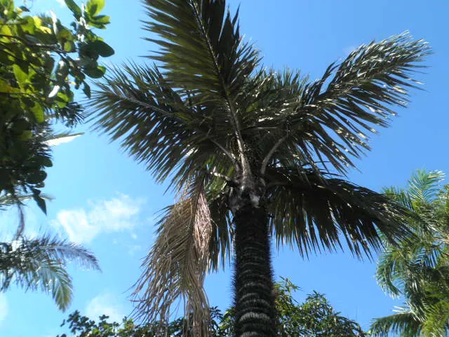 Tucumã, palmeira inteira