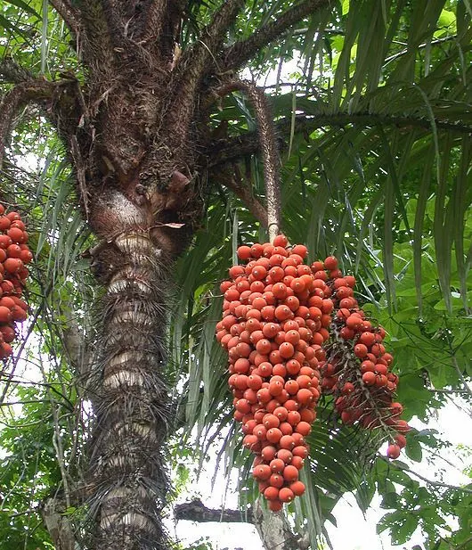 Tucumã, cacho de frutos laranja