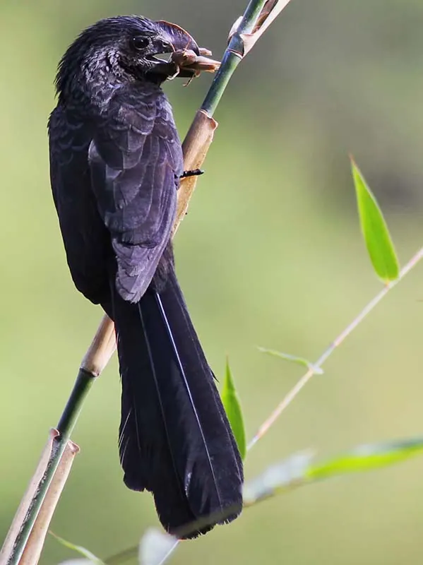 Anu-preto, anu em galho
