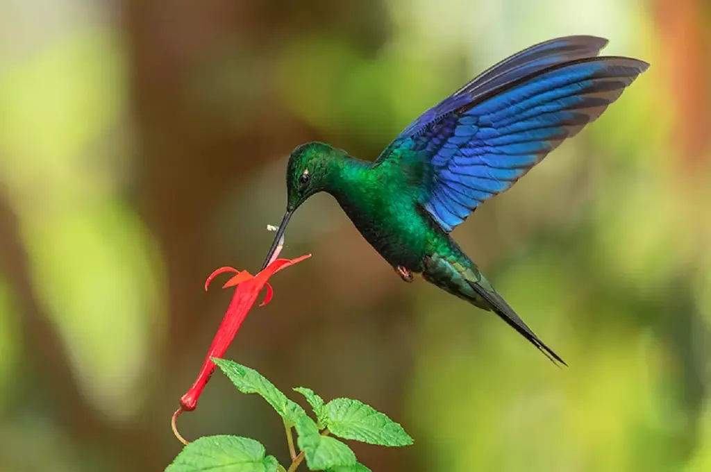 Beija-flor, beija-flor-tesoura pairando em flor vermelha