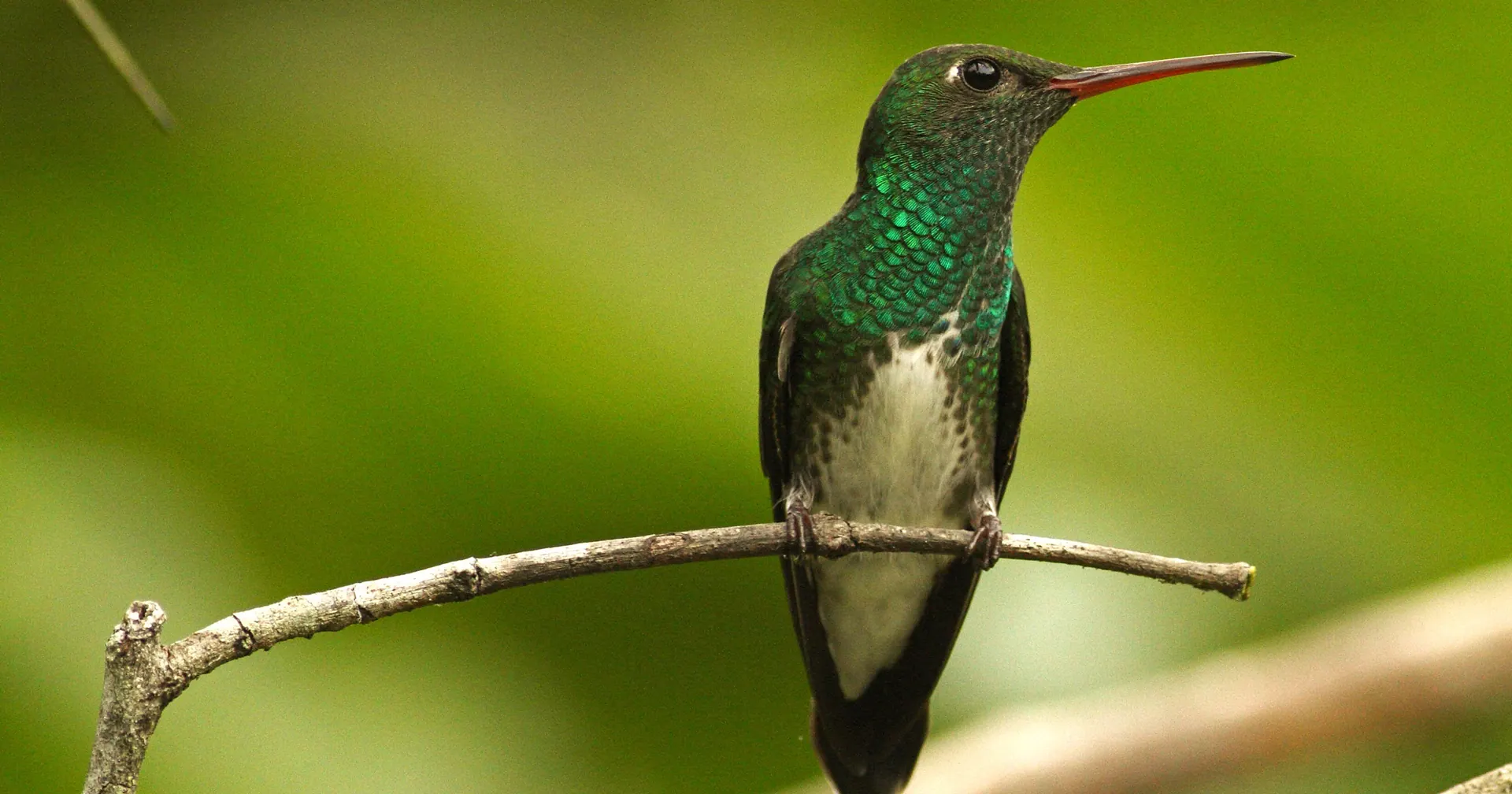 Beija-flor, beija-flor verde pousado em galho