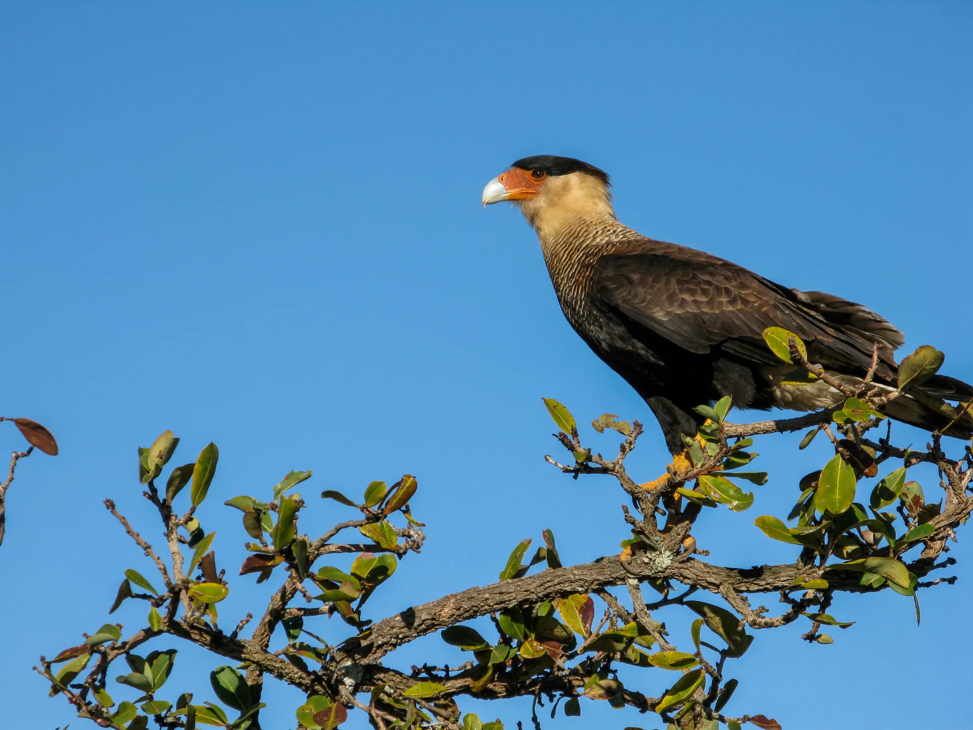 Carcará, carcará pousado em galho contra o céu
