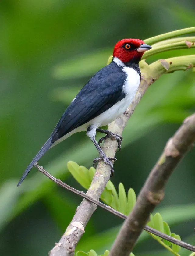 Cardeal-da-Amazônia, cardeal em galho com folhagem
