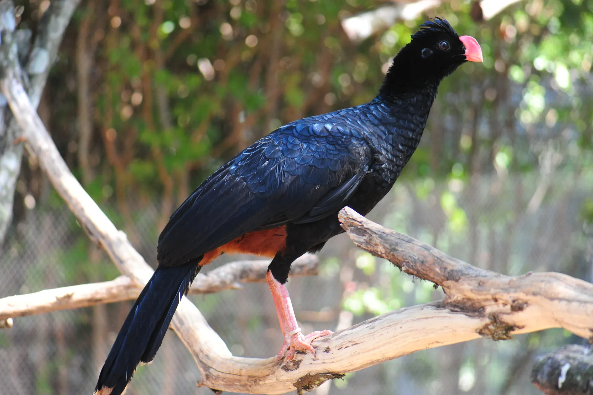 Mutum, mutum preto com bico vermelho em galho