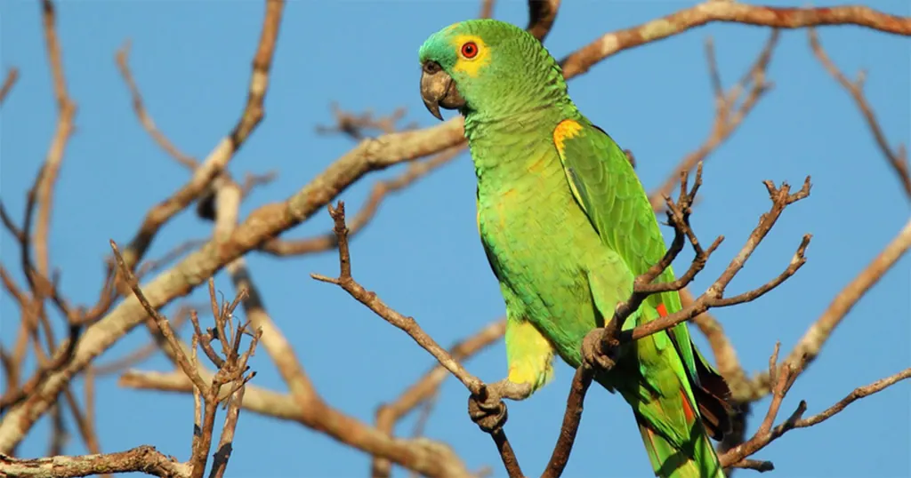 Papagaio, papagaio-verdadeiro em galho seco