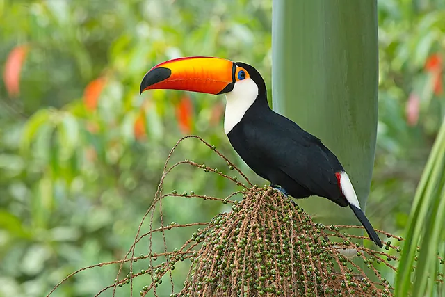 Tucano, tucano pousado em palmeira