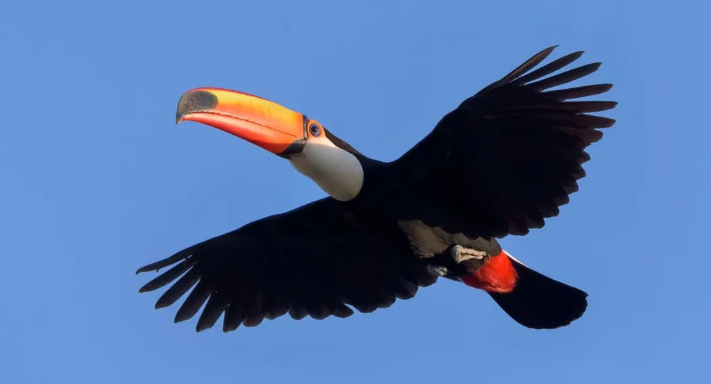 Tucano, tucanuçu em voo contra o céu azul