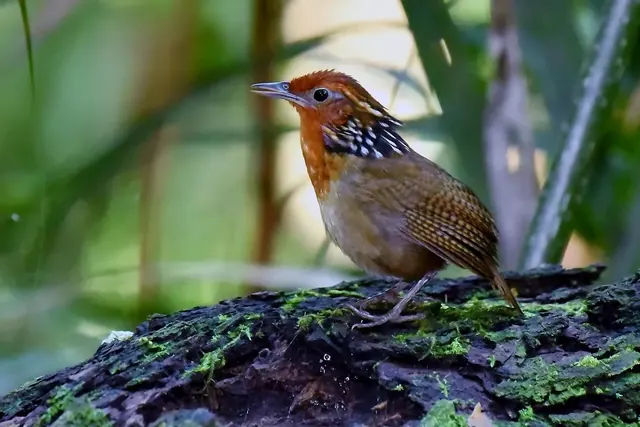 Uirapuru, uirapuru-verdadeiro, marrom com rosto alaranjado, em tronco caído