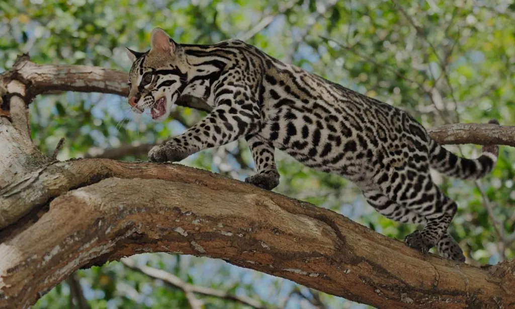 Jaguatirica, jaguatirica andando sobre galho