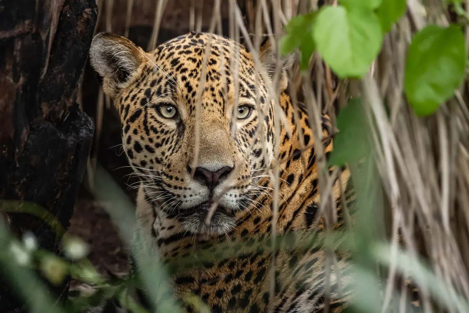 Onça-pintada, rosto da onça entre folhagens