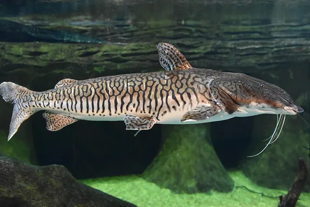 Cachara, peixe inteiro em aquário