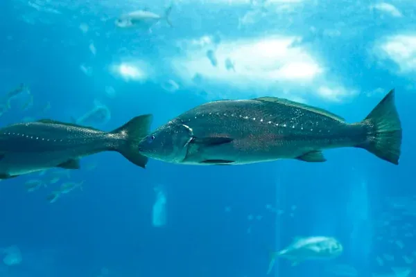 Curvina, mesma ressalva: espécie marinha