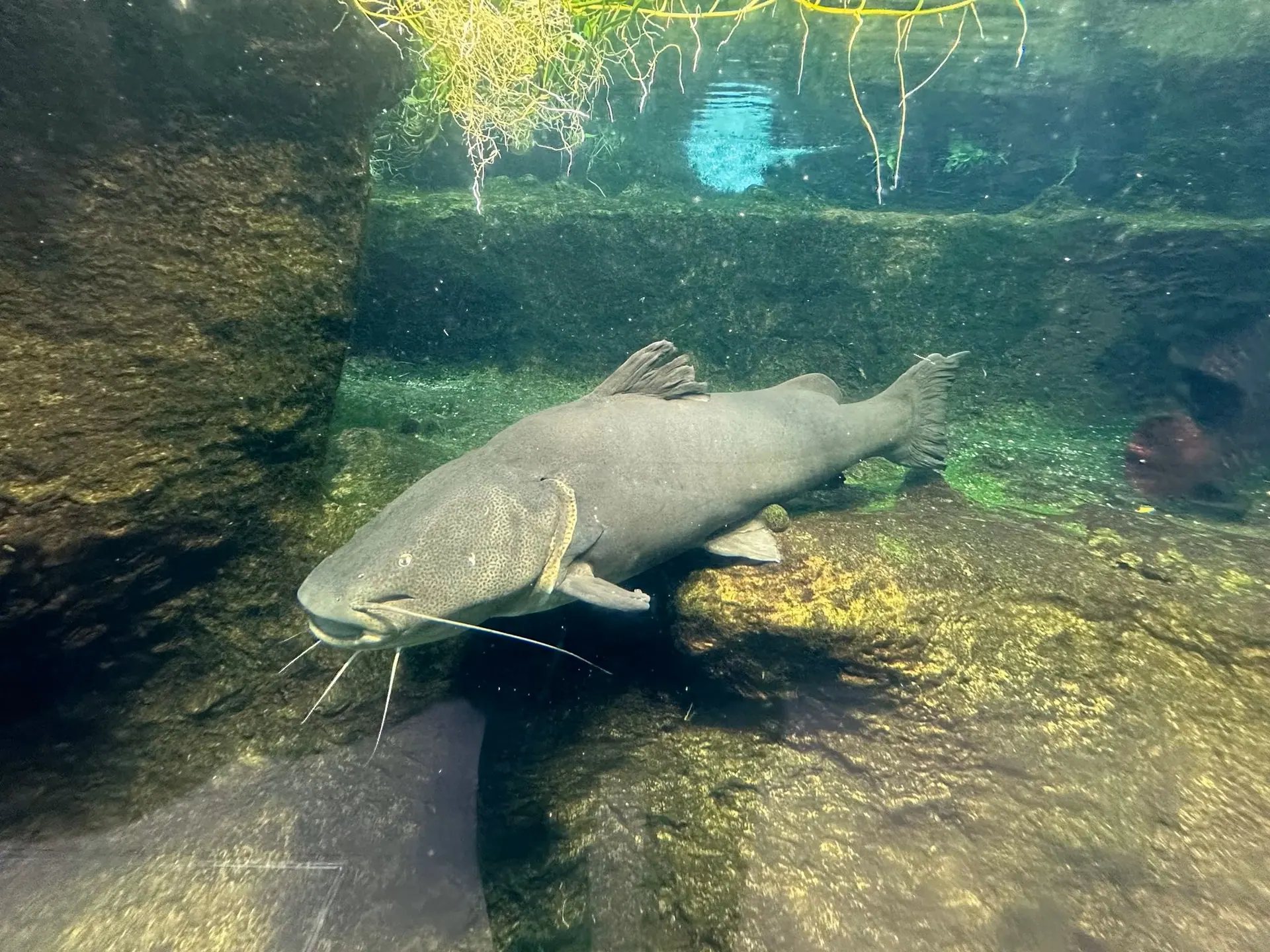 Jaú, peixe inteiro em aquário