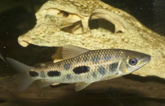 Piau, peixe com as três pintas em aquário