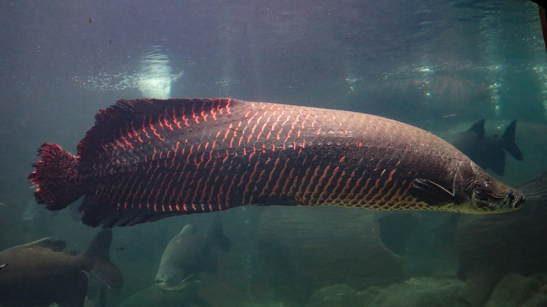 Pirarucu, peixe inteiro em aquário, lateral