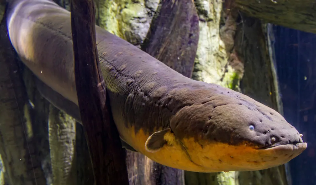 Poraquê, entre troncos submersos