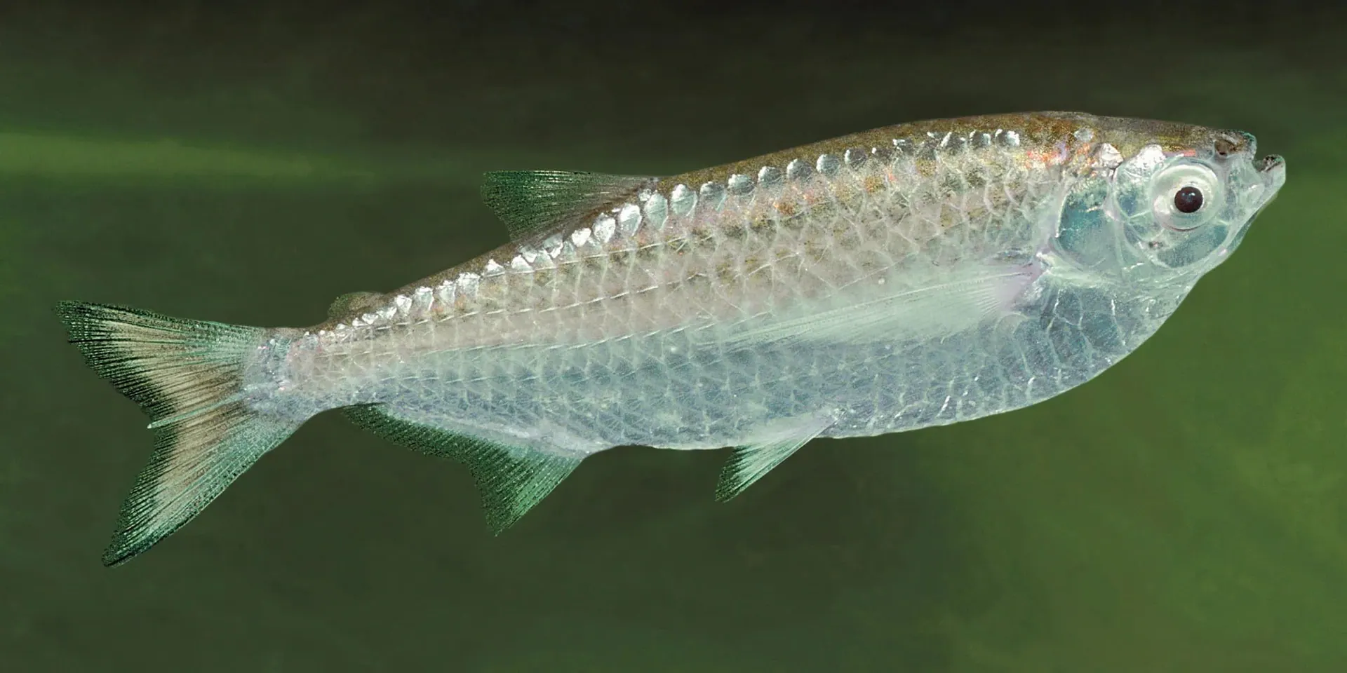 Sardinha-da-Amazônia, lateral em água esverdeada