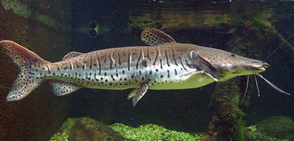 Surubim, lateral em aquário