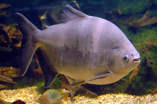 Tambaqui, peixe adulto em aquário